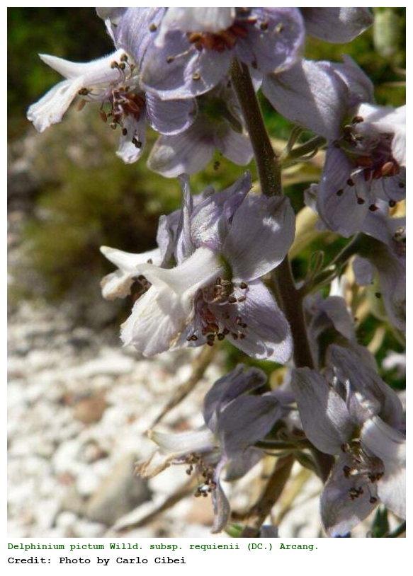 Delphinium pictum Willd. subsp. requienii (DC.) Arcang.